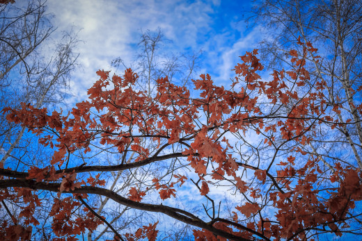 1029115 (a): :2048x1365